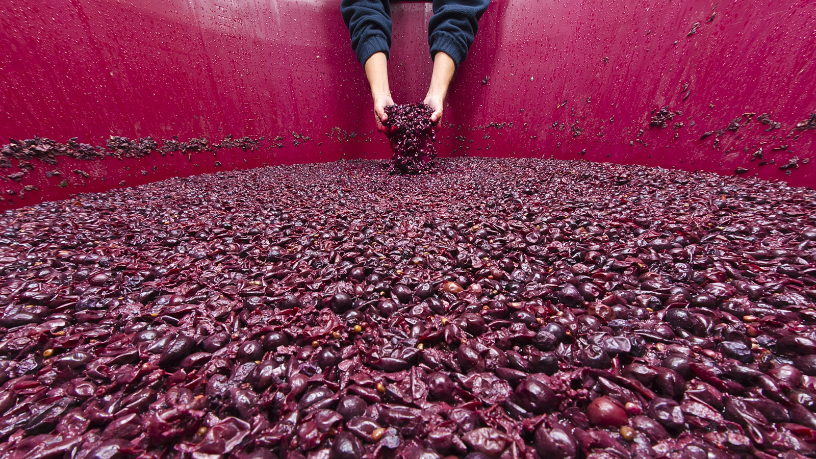 Droži - Predelava grozdja v mošt v Vipavski dolini