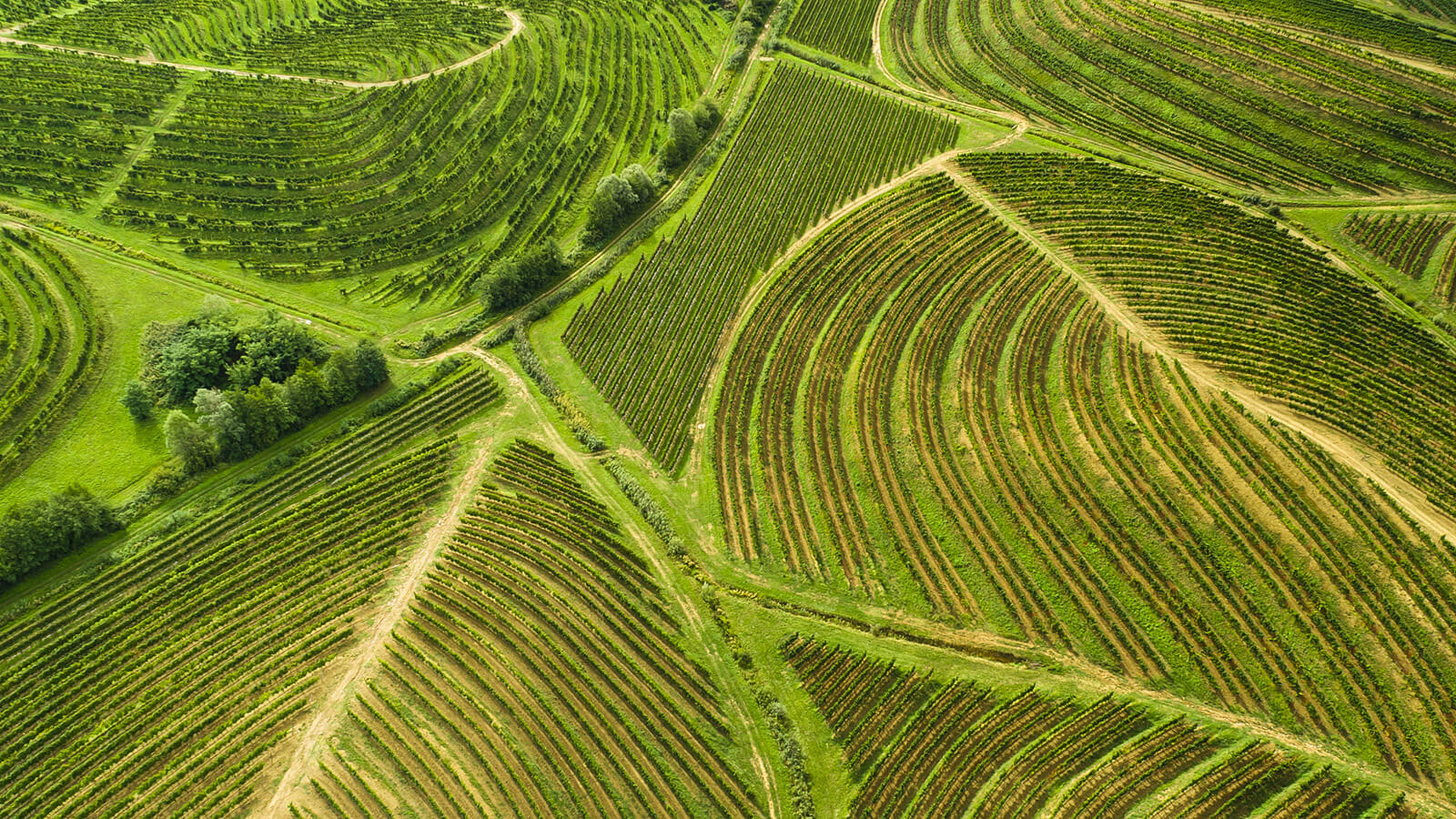 Letalski posnetek vinogradov v Vipavski dolini